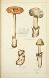 Histoire naturelle des champignons Pl.06