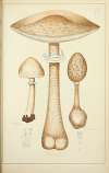 Histoire naturelle des champignons Pl.07