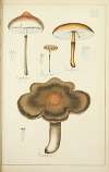 Histoire naturelle des champignons Pl.08