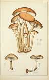 Histoire naturelle des champignons Pl.09