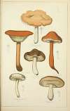 Histoire naturelle des champignons Pl.10
