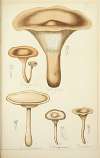 Histoire naturelle des champignons Pl.11