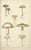 Histoire naturelle des champignons Pl.13
