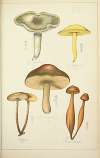 Histoire naturelle des champignons Pl.14