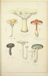 Histoire naturelle des champignons Pl.15