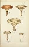 Histoire naturelle des champignons Pl.16