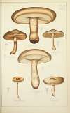 Histoire naturelle des champignons Pl.17