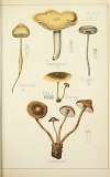 Histoire naturelle des champignons Pl.18