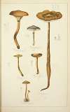 Histoire naturelle des champignons Pl.19