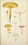 Histoire naturelle des champignons Pl.20