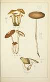 Histoire naturelle des champignons Pl.21