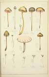 Histoire naturelle des champignons Pl.22