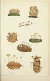 Histoire naturelle des champignons Pl.23