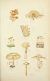 Histoire naturelle des champignons Pl.24