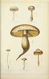 Histoire naturelle des champignons Pl.25