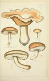 Histoire naturelle des champignons Pl.26