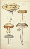 Histoire naturelle des champignons Pl.27