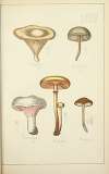 Histoire naturelle des champignons Pl.28