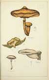 Histoire naturelle des champignons Pl.29