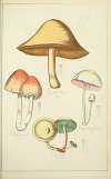 Histoire naturelle des champignons Pl.30