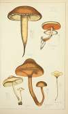 Histoire naturelle des champignons Pl.31