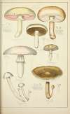 Histoire naturelle des champignons Pl.32