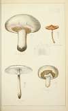 Histoire naturelle des champignons Pl.33