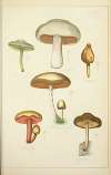 Histoire naturelle des champignons Pl.34
