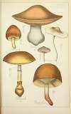 Histoire naturelle des champignons Pl.35