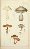 Histoire naturelle des champignons Pl.36