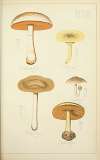 Histoire naturelle des champignons Pl.37