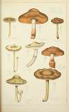 Histoire naturelle des champignons Pl.38