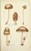 Histoire naturelle des champignons Pl.40