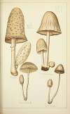 Histoire naturelle des champignons Pl.41