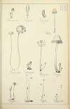 Histoire naturelle des champignons Pl.42