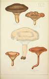 Histoire naturelle des champignons Pl.43