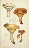 Histoire naturelle des champignons Pl.44