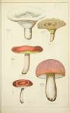 Histoire naturelle des champignons Pl.45