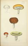 Histoire naturelle des champignons Pl.46