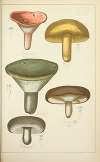 Histoire naturelle des champignons Pl.47