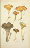 Histoire naturelle des champignons Pl.48