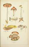 Histoire naturelle des champignons Pl.49