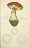Histoire naturelle des champignons Pl.50