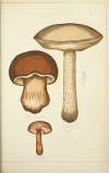Histoire naturelle des champignons Pl.51
