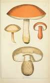 Histoire naturelle des champignons Pl.52