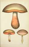 Histoire naturelle des champignons Pl.53