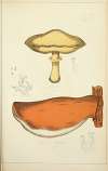 Histoire naturelle des champignons Pl.54