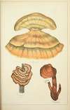 Histoire naturelle des champignons Pl.56