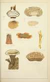 Histoire naturelle des champignons Pl.57