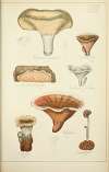 Histoire naturelle des champignons Pl.58